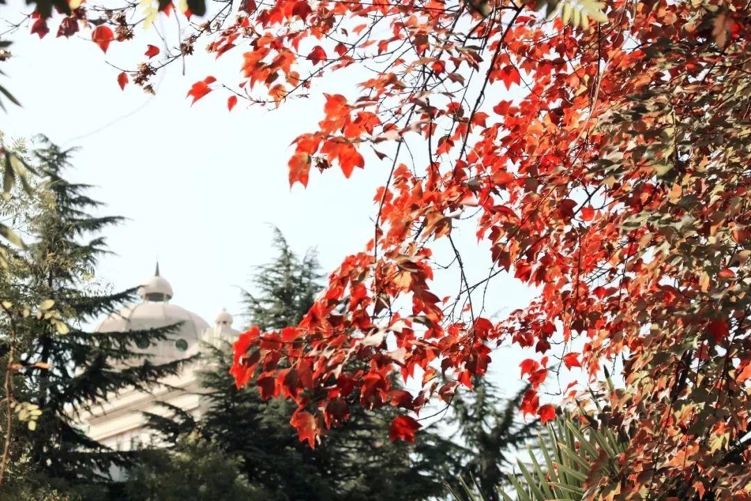 榜上有名！西斯达城市森林学校被评为“2019年度郑州市园林单位”！