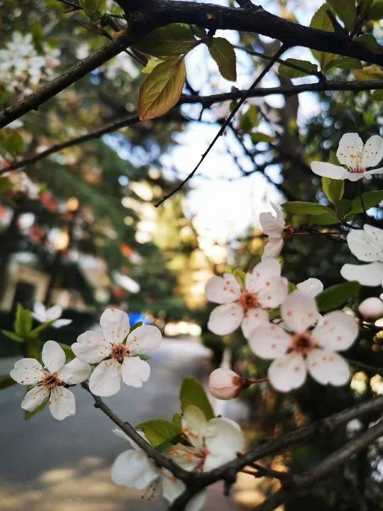 云赏花丨春天里的校园，和记忆中一样美