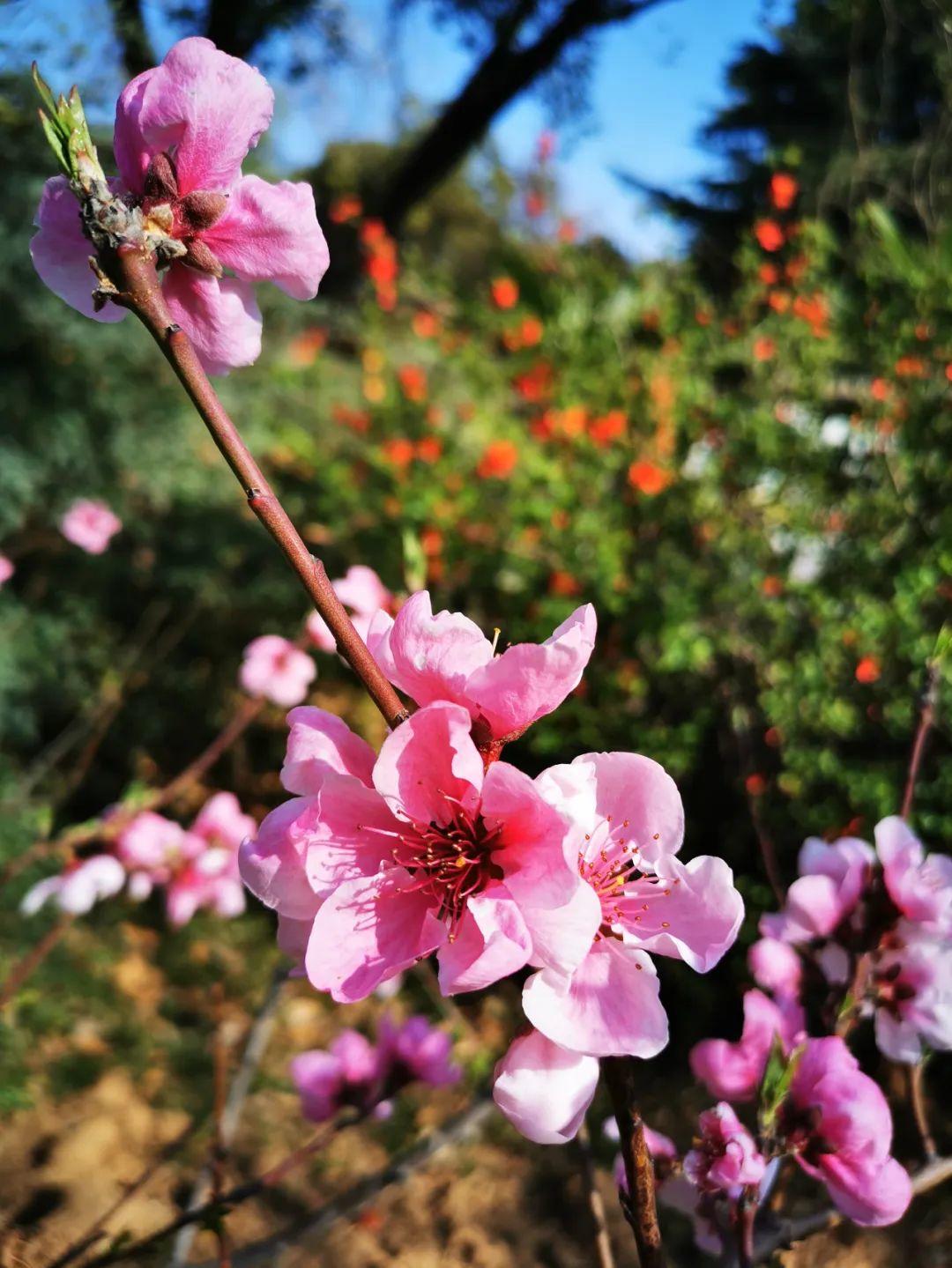 云赏花丨春天里的校园，和记忆中一样美