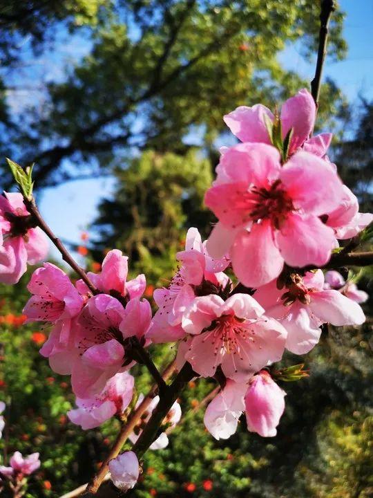 云赏花丨春天里的校园，和记忆中一样美